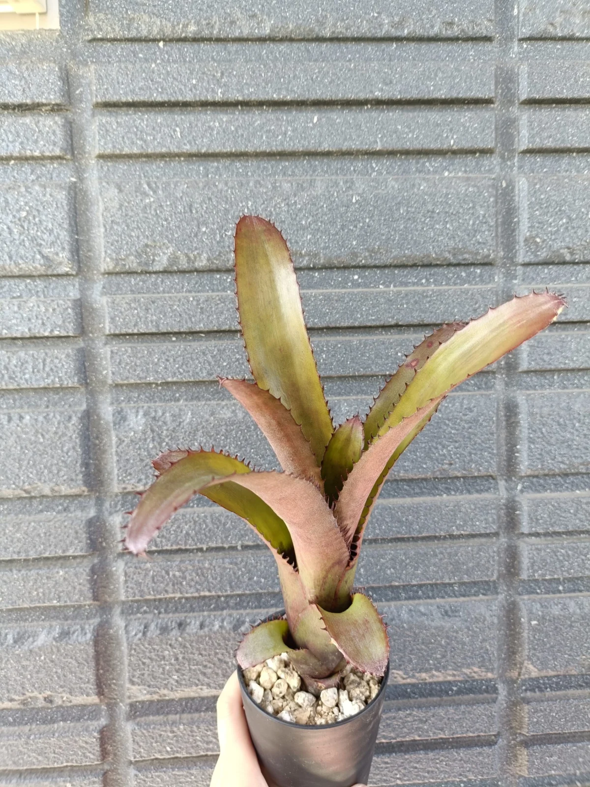エクメア　ヌディカウリス×トリアングラリス