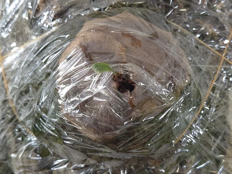 ビカクシダ　札落ち　密閉