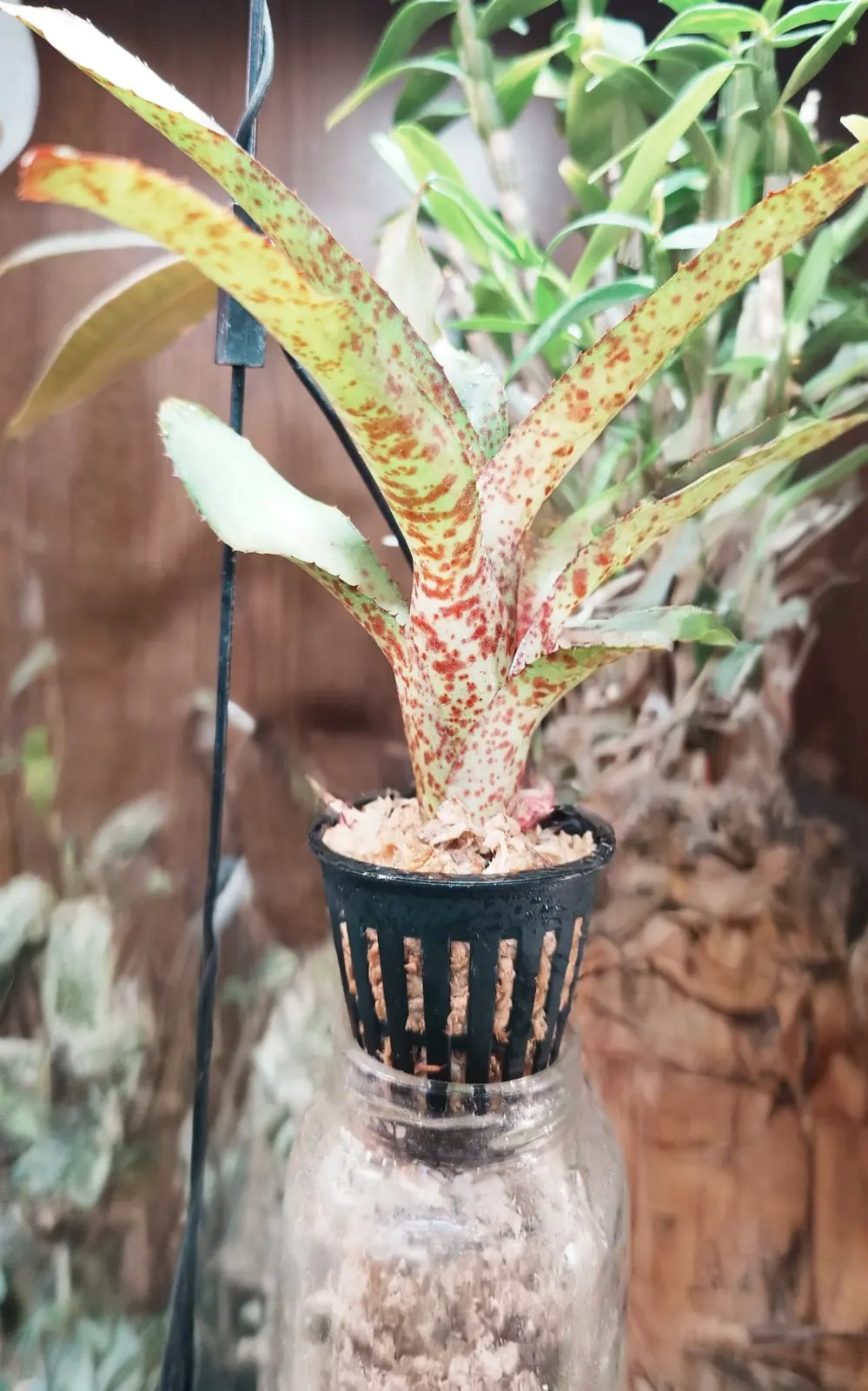 ネオレゲリア　オーストラリアンペッパー　子株　脱走根