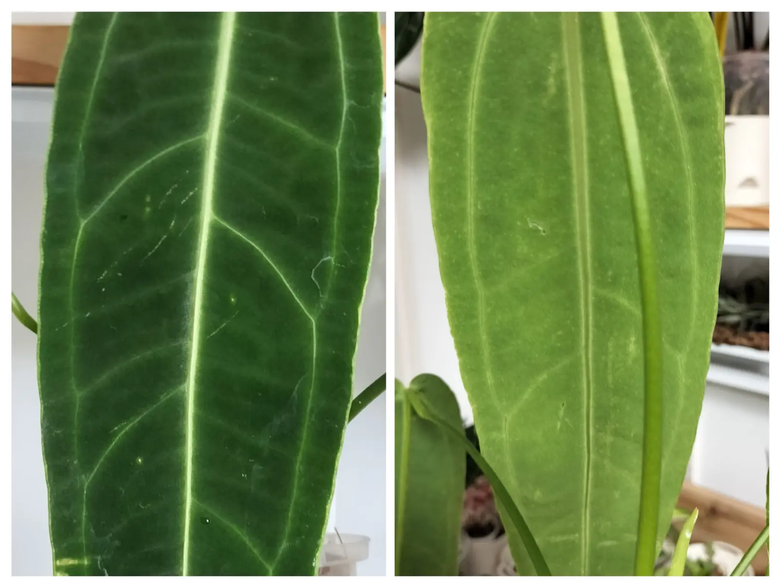 アンスリウム　ワロクアナム アザミウマ 害虫