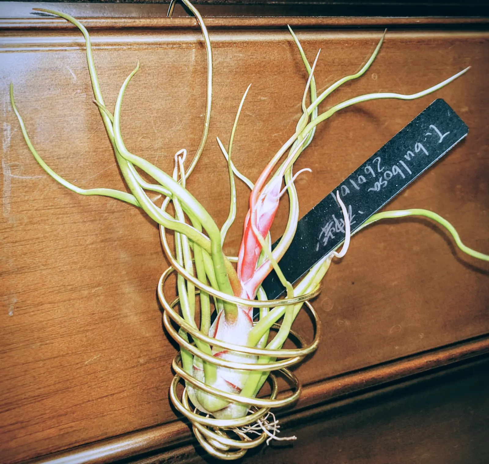 ティランジア ブルボーサ 神楽