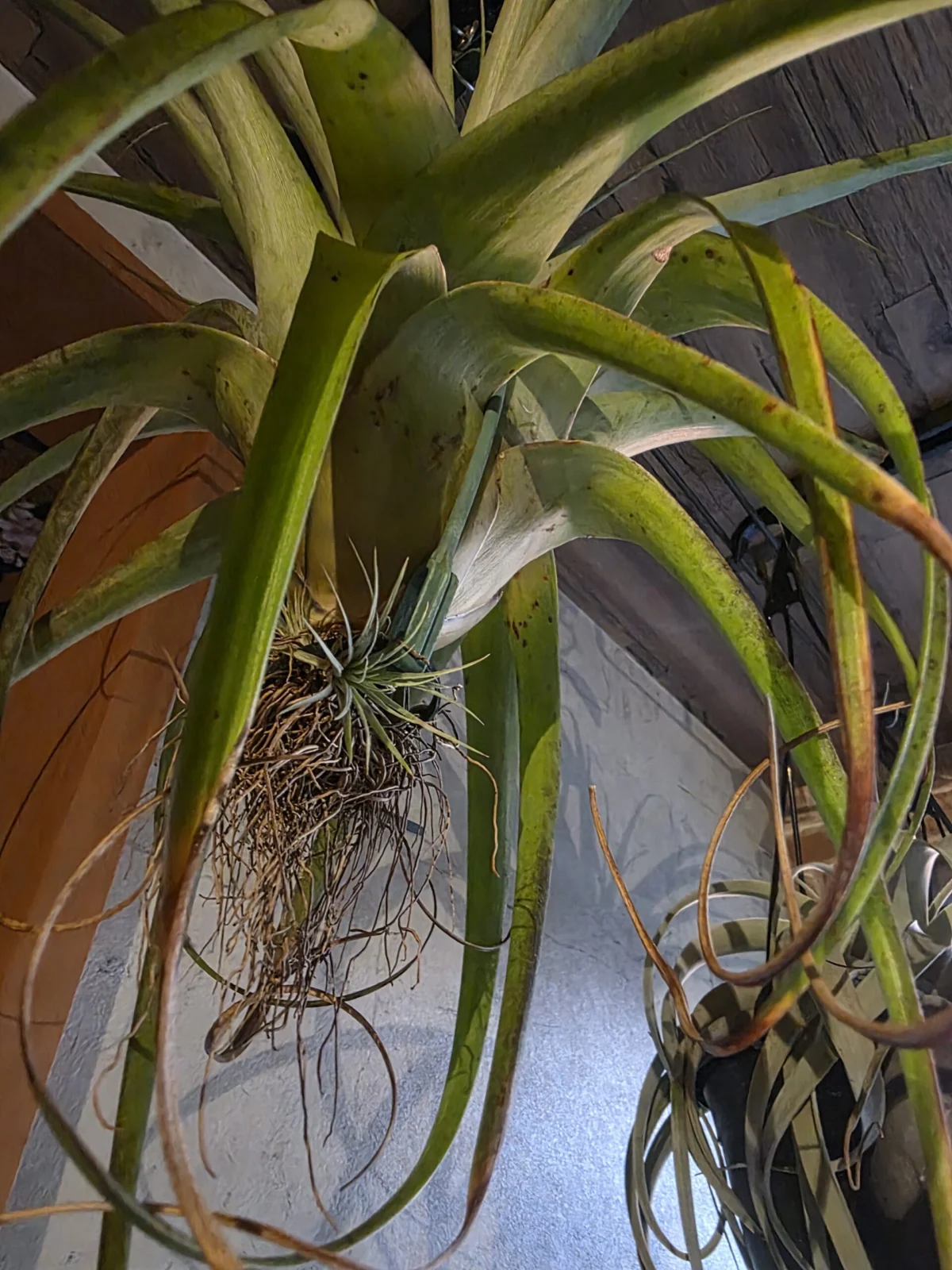 ティランジア ウトリキュラータ