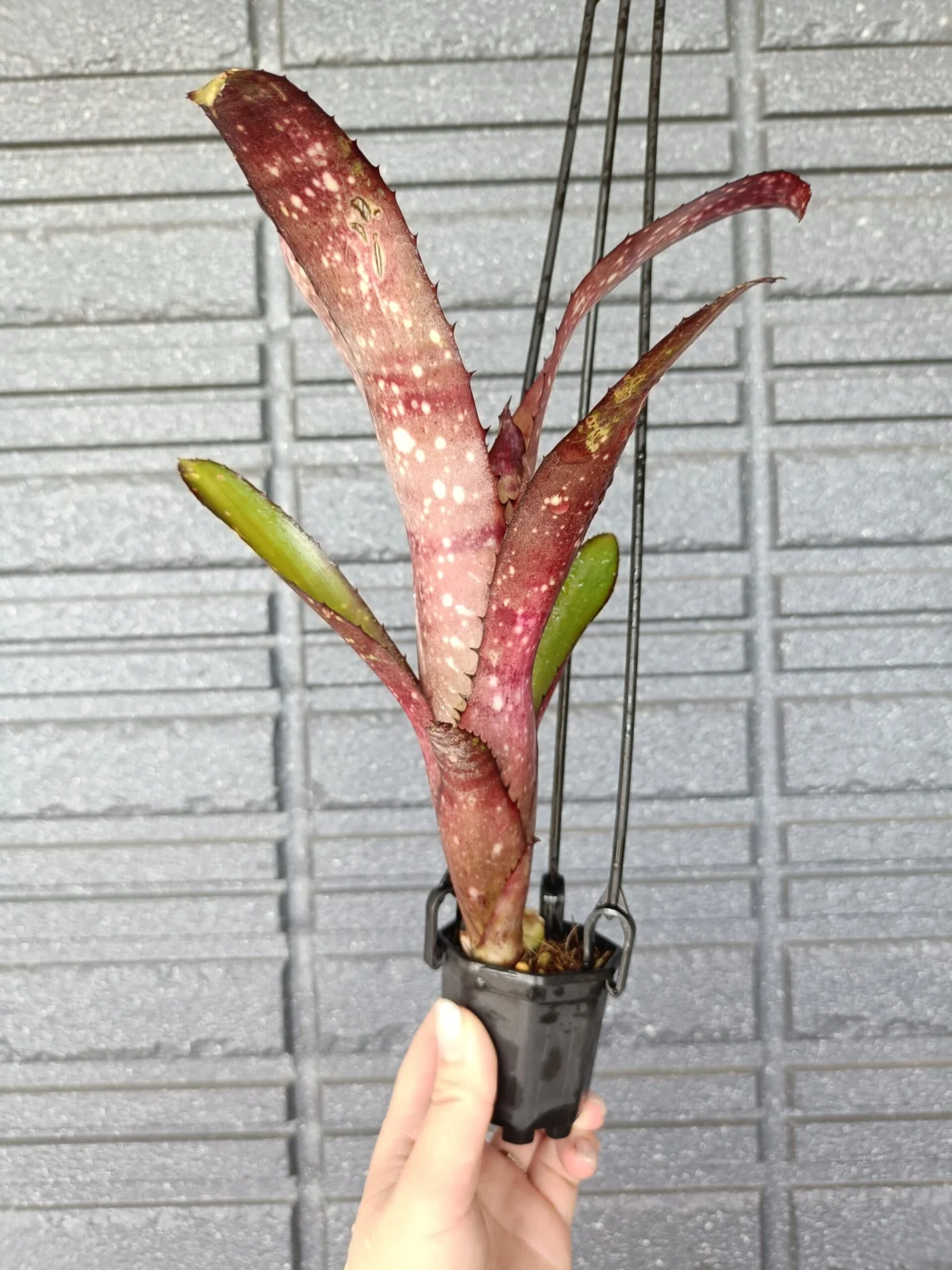 ビルベルギア　クムフラ