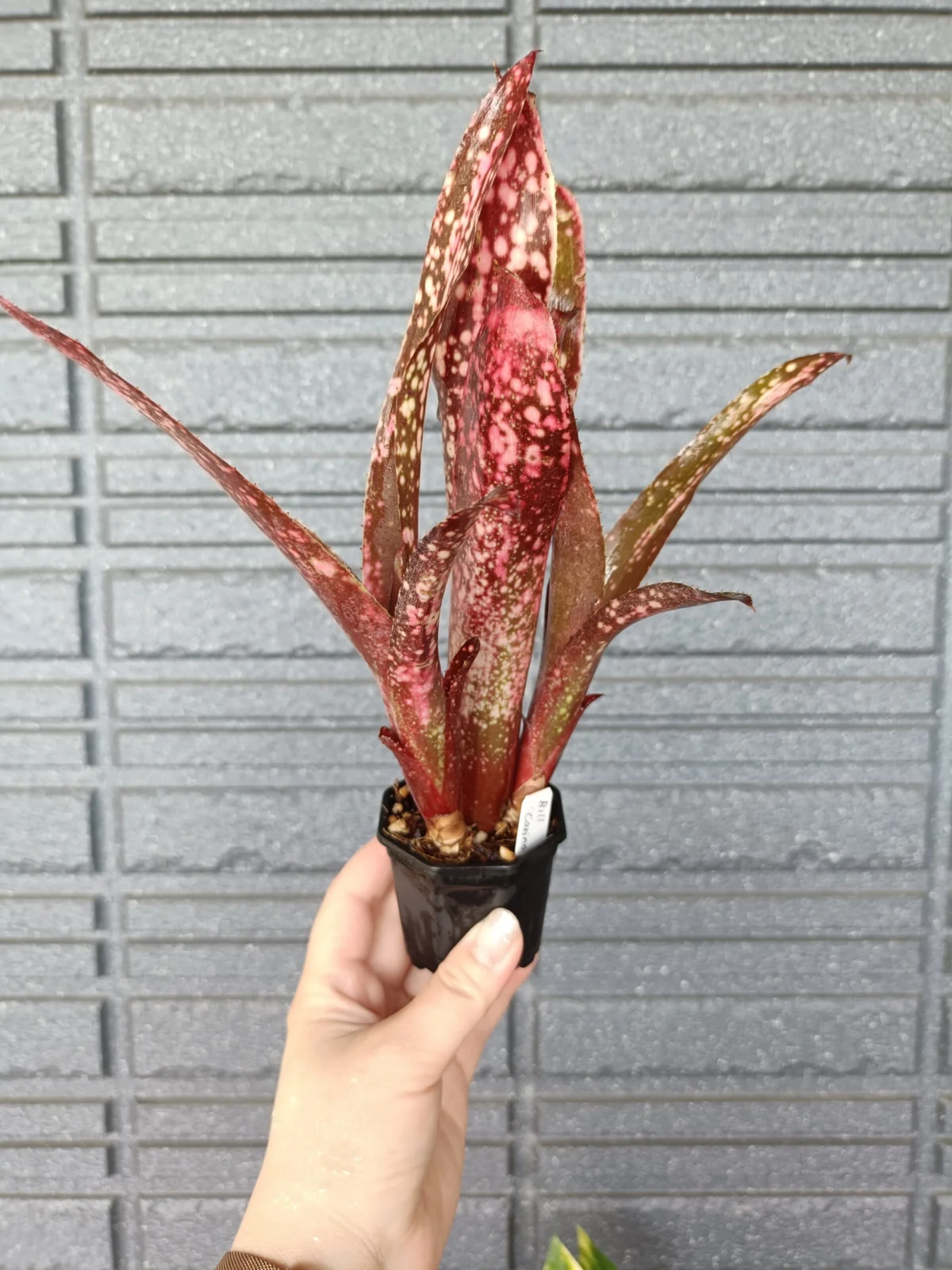 ビルベルギア　キャリノ