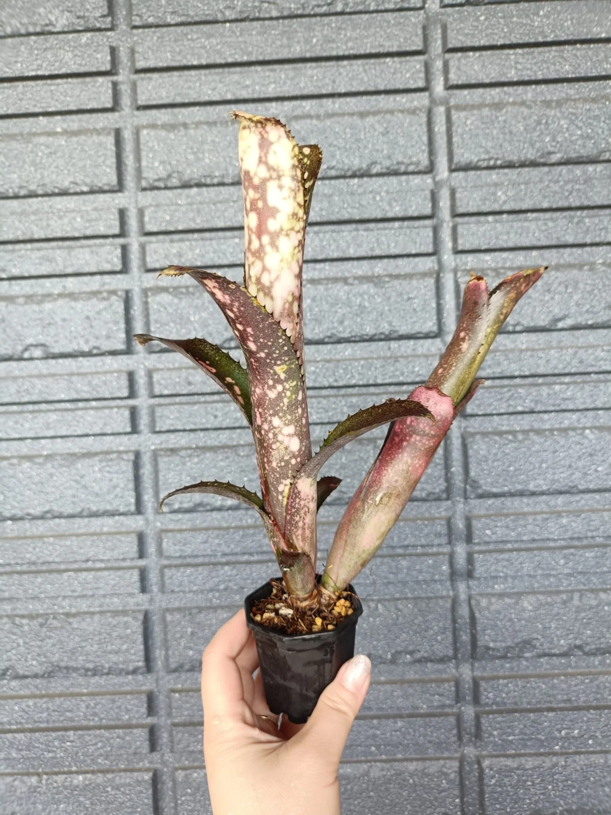 ビルベルギア　アンコール