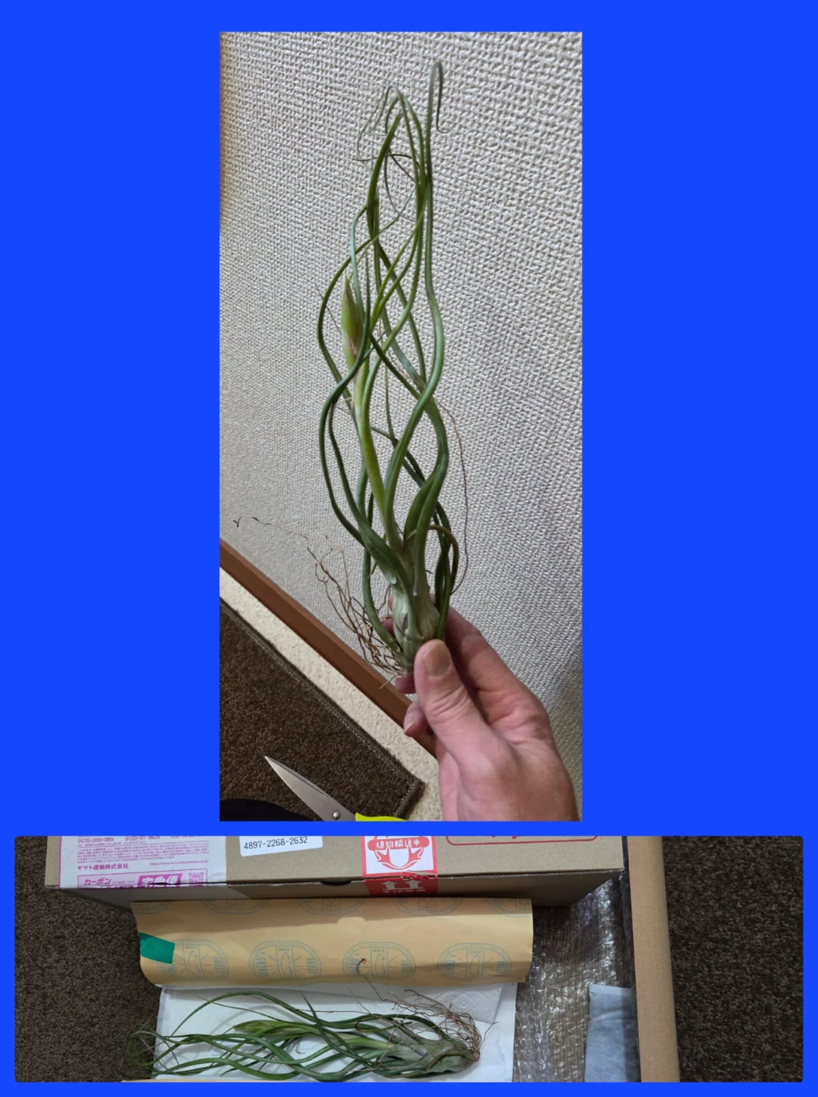 チランジア ベイレイ x ブルボーサ ベリーズ 花芽付