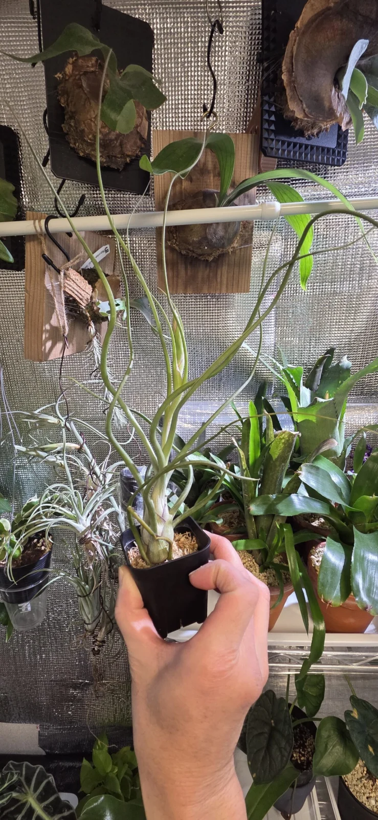 ベイレイ x ブルボーサ ベリーズ 花芽付