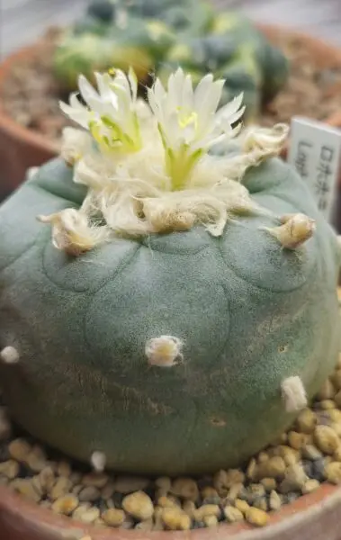 ロホホラ 翠冠玉 スイカンギョク　　サボテン