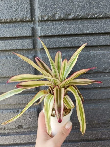 カニストラム – Plants Navi