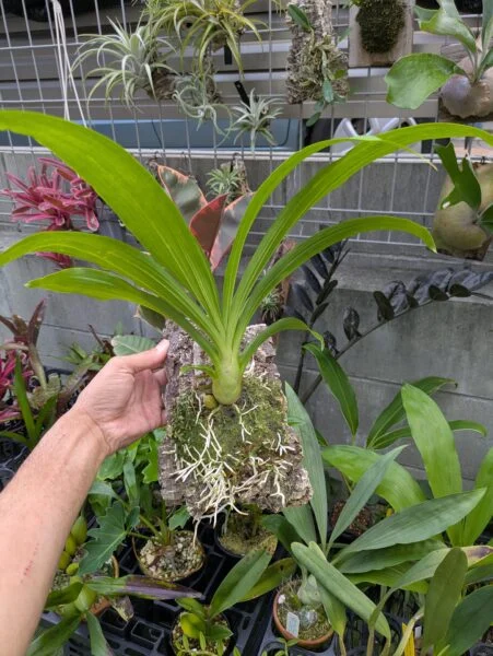 カタセタム　タイワンイエローダイアモンド