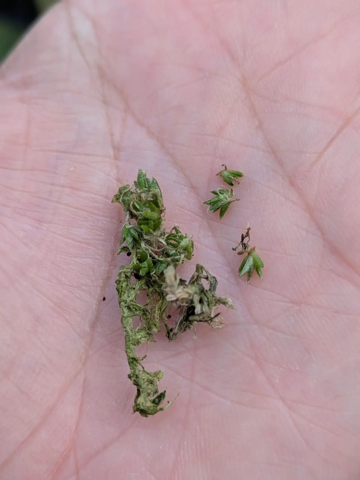 ティランジア　品種不明