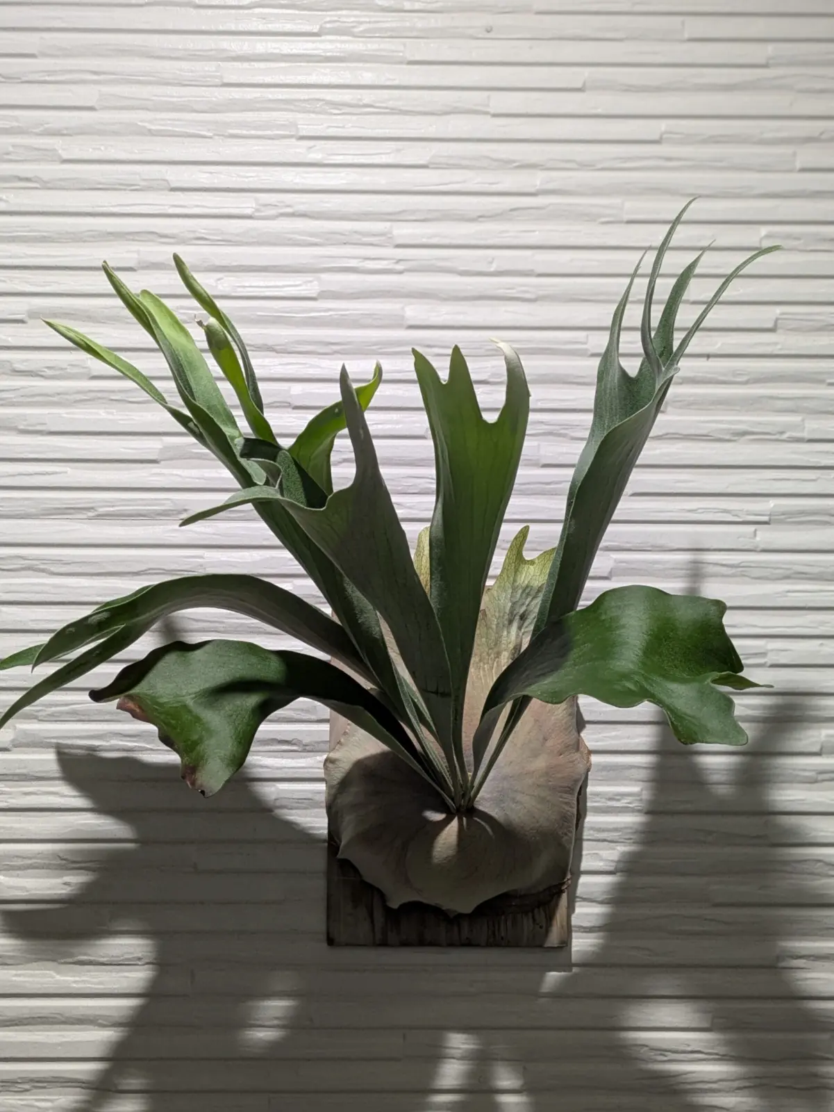 ビカクシダ　ネザーランド　2025年9月