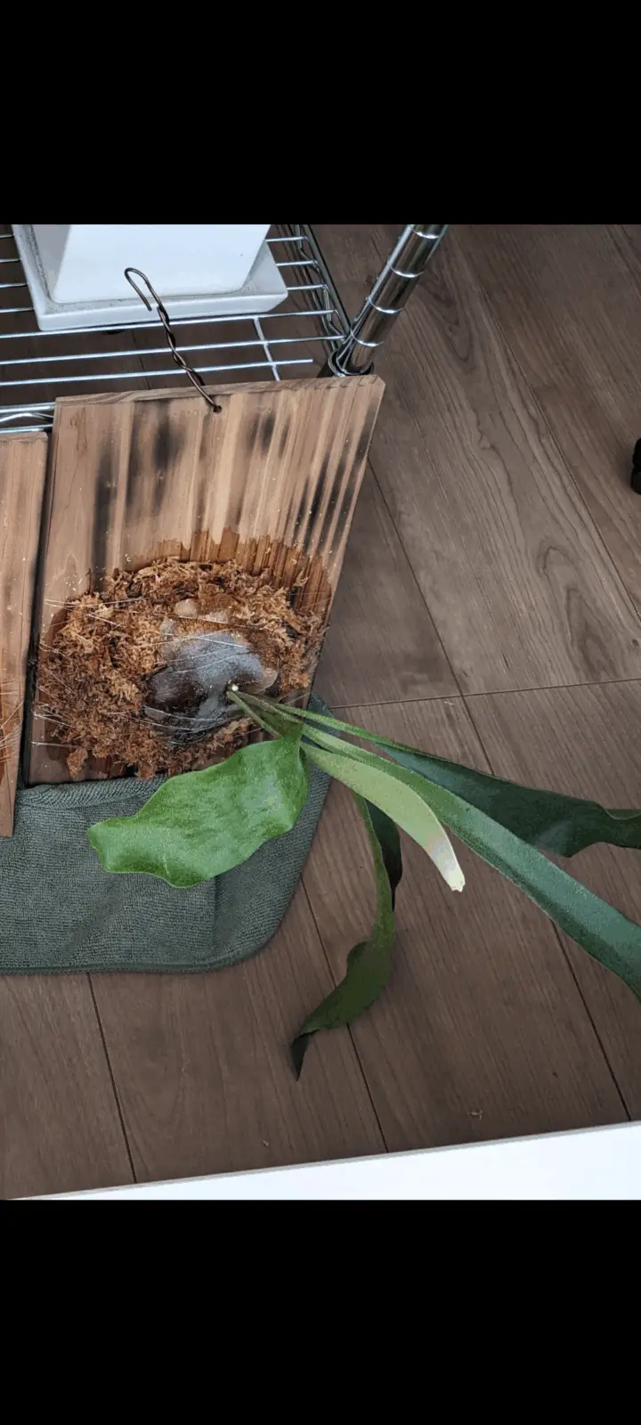 ビカクシダ　ネザーランド　2024年2月