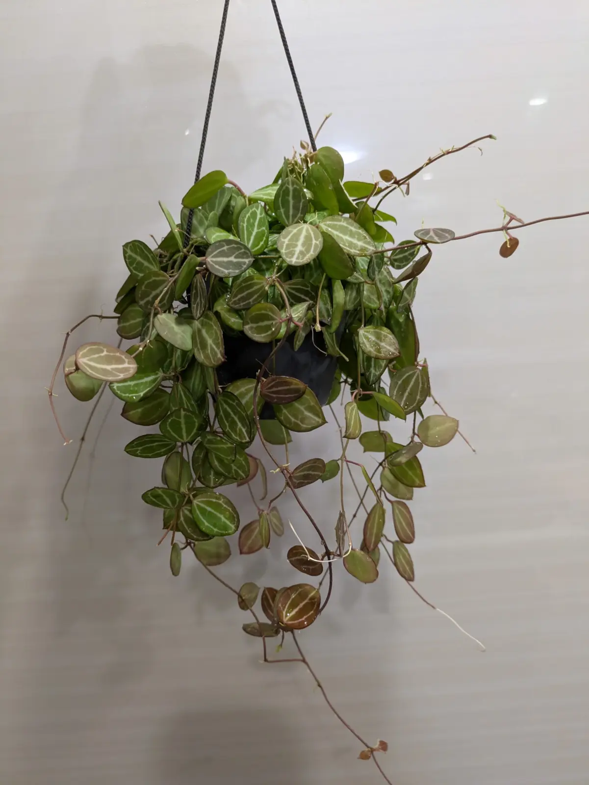 ディスキディア　オバタ