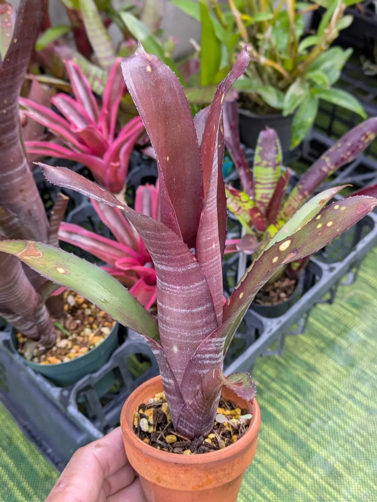 ビルベルギア　ハレルヤ×ダースベイダー　実生 2025年9月