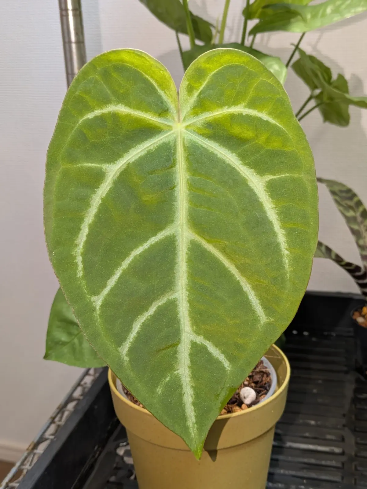 アンスリウム　マグニフィカム