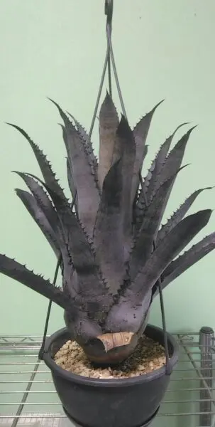 ホヘンベルギア レオポルドホルスティ