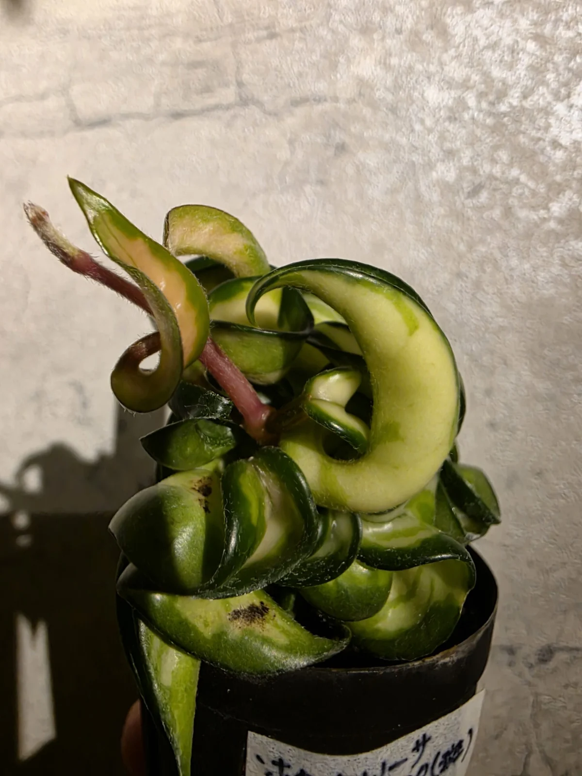 ホヤ カルノーサ コンパクタ 中斑