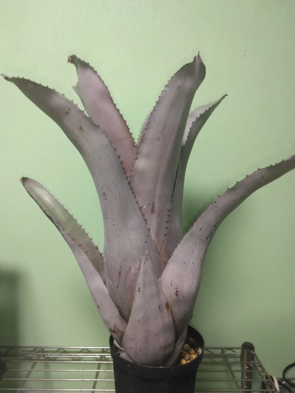 エクメア　子株