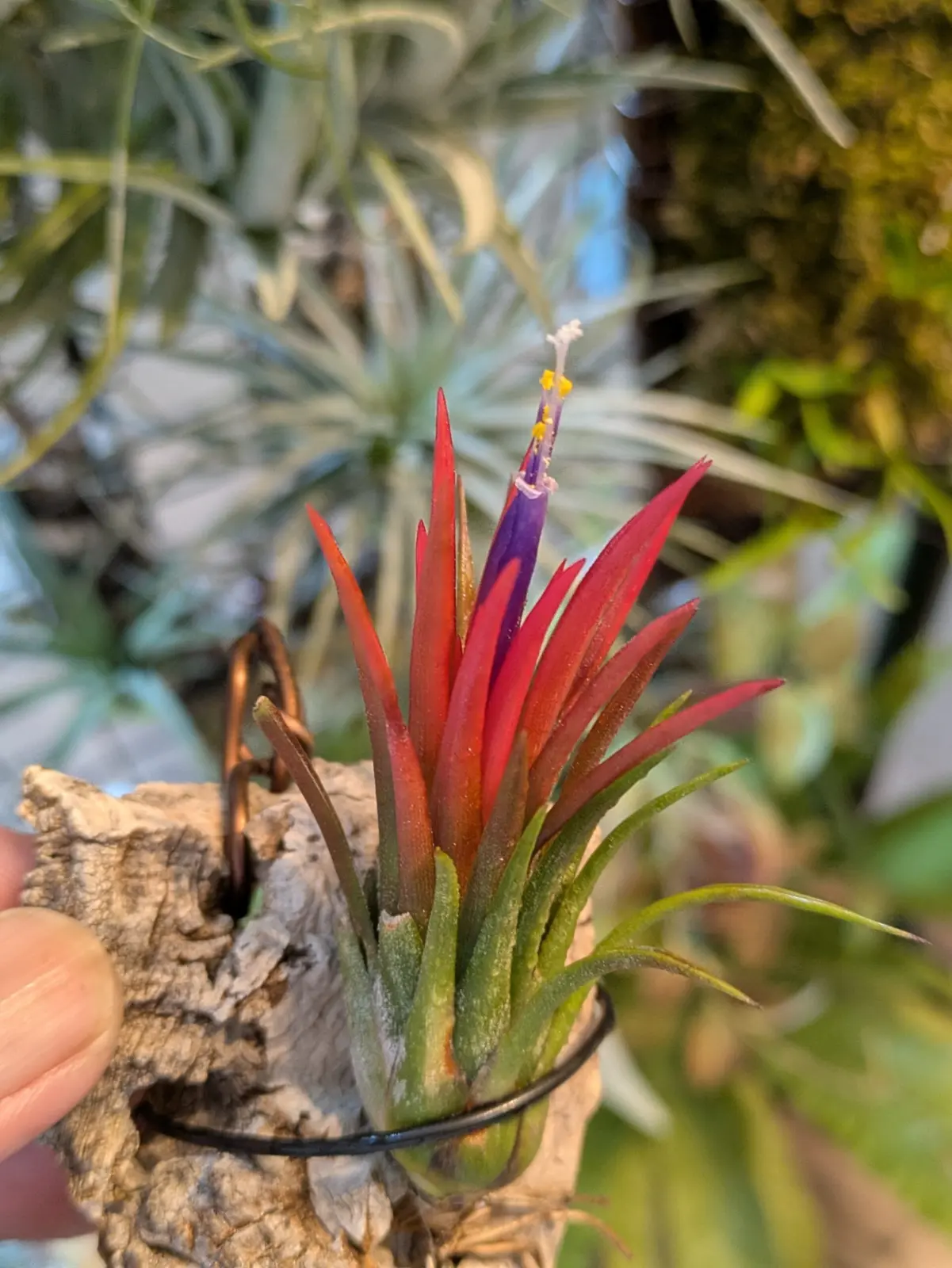 イオナンタ　品種不明