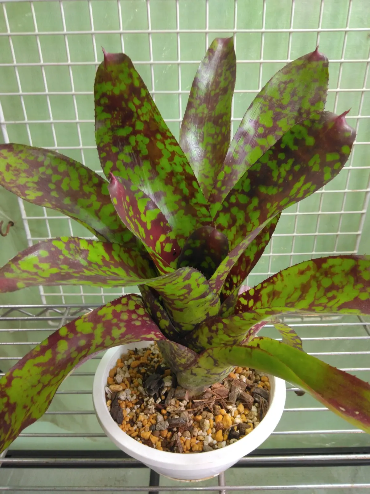 ネオレゲリア マルチカラー