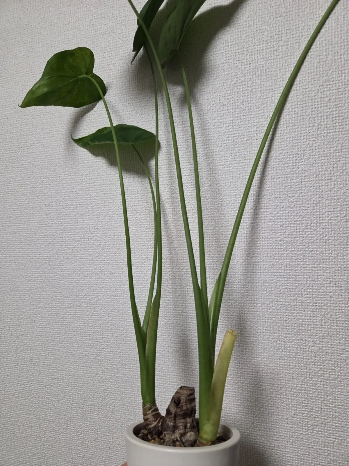 クワズイモ　芋シワシワ