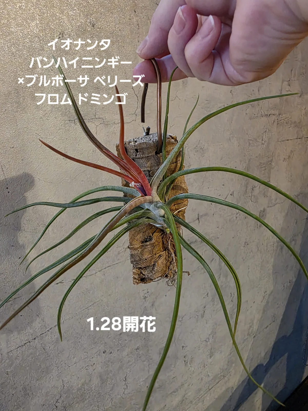 ティランジア イオナンタバンハイニンギー×ブルボーサベリーズ フロムドミンゴベリーズ