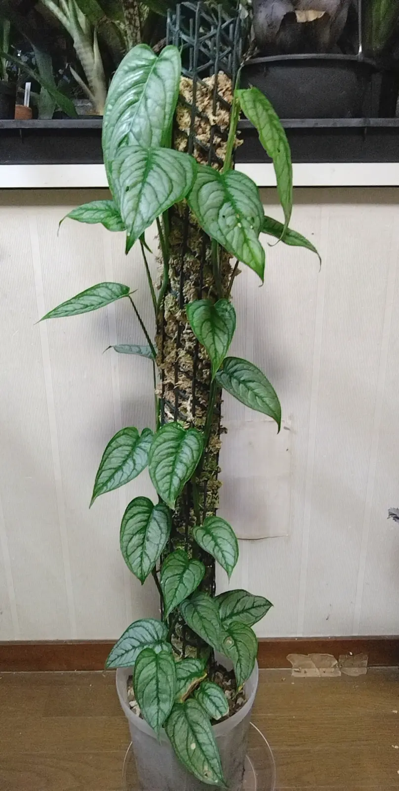 モンステラ シルテペカナ