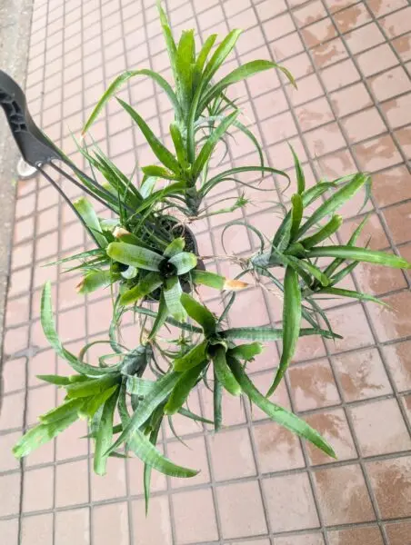 ネオレゲリア　パウシフローラ