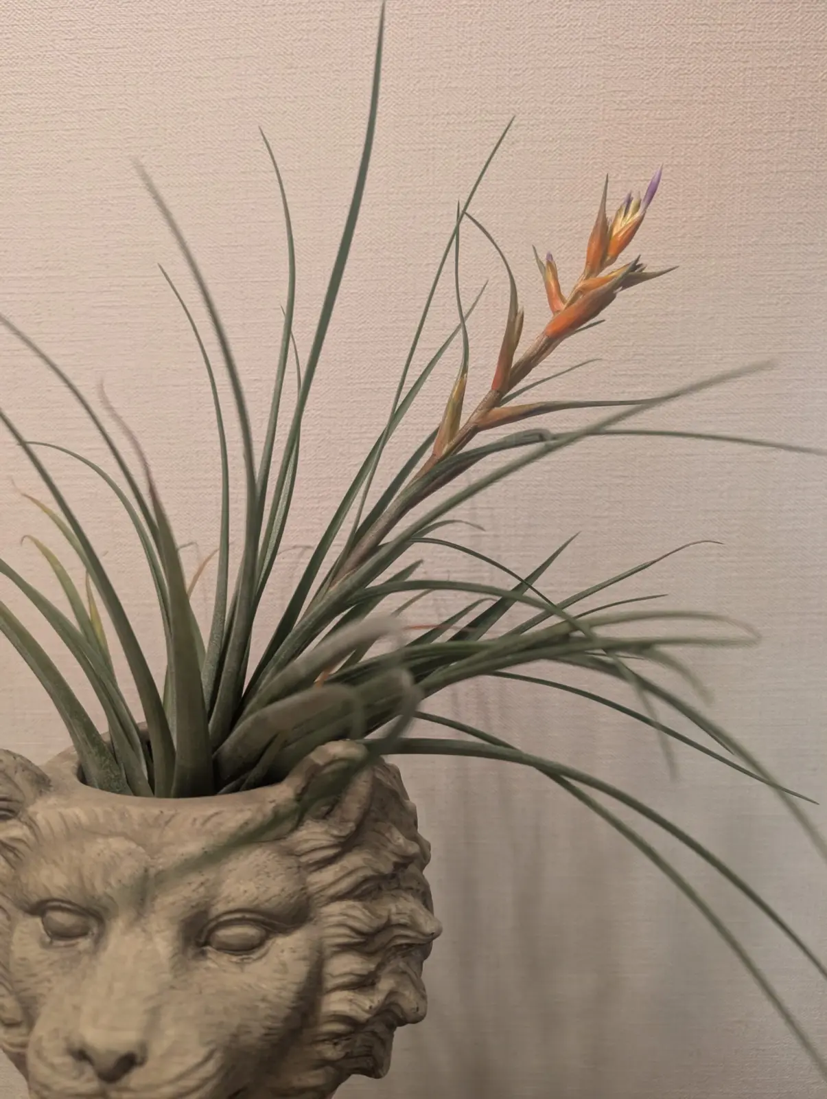 ティランジア　クロロフィラ