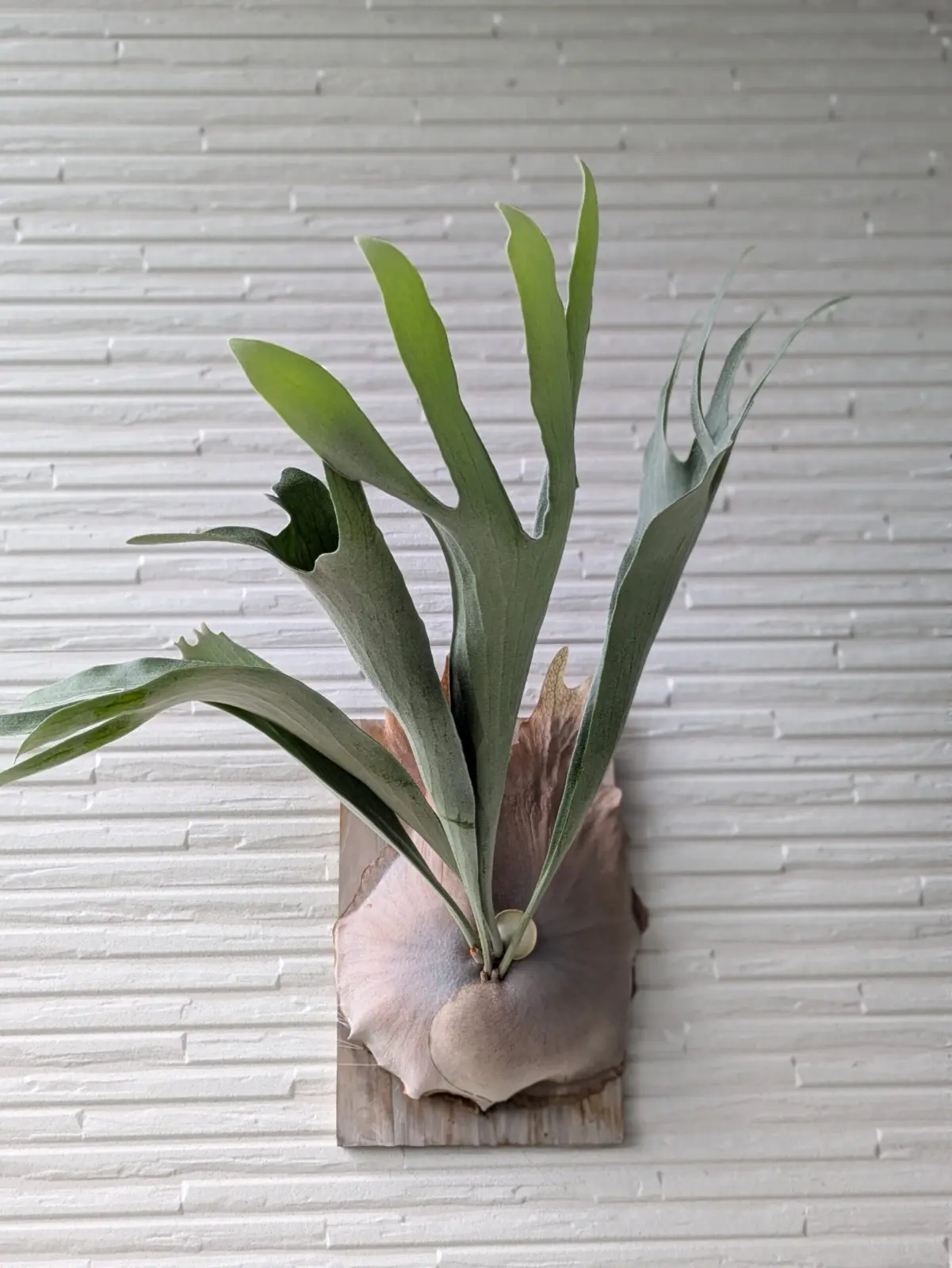 ビカクシダ　ネザーランド