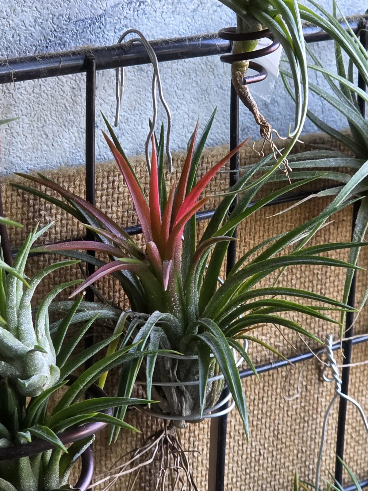 ティランジア イオナンタ