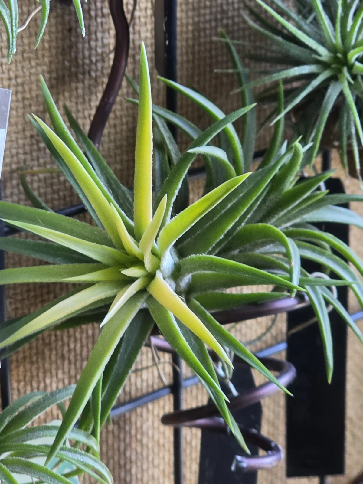 ティランジア イオナンタ アルビノ