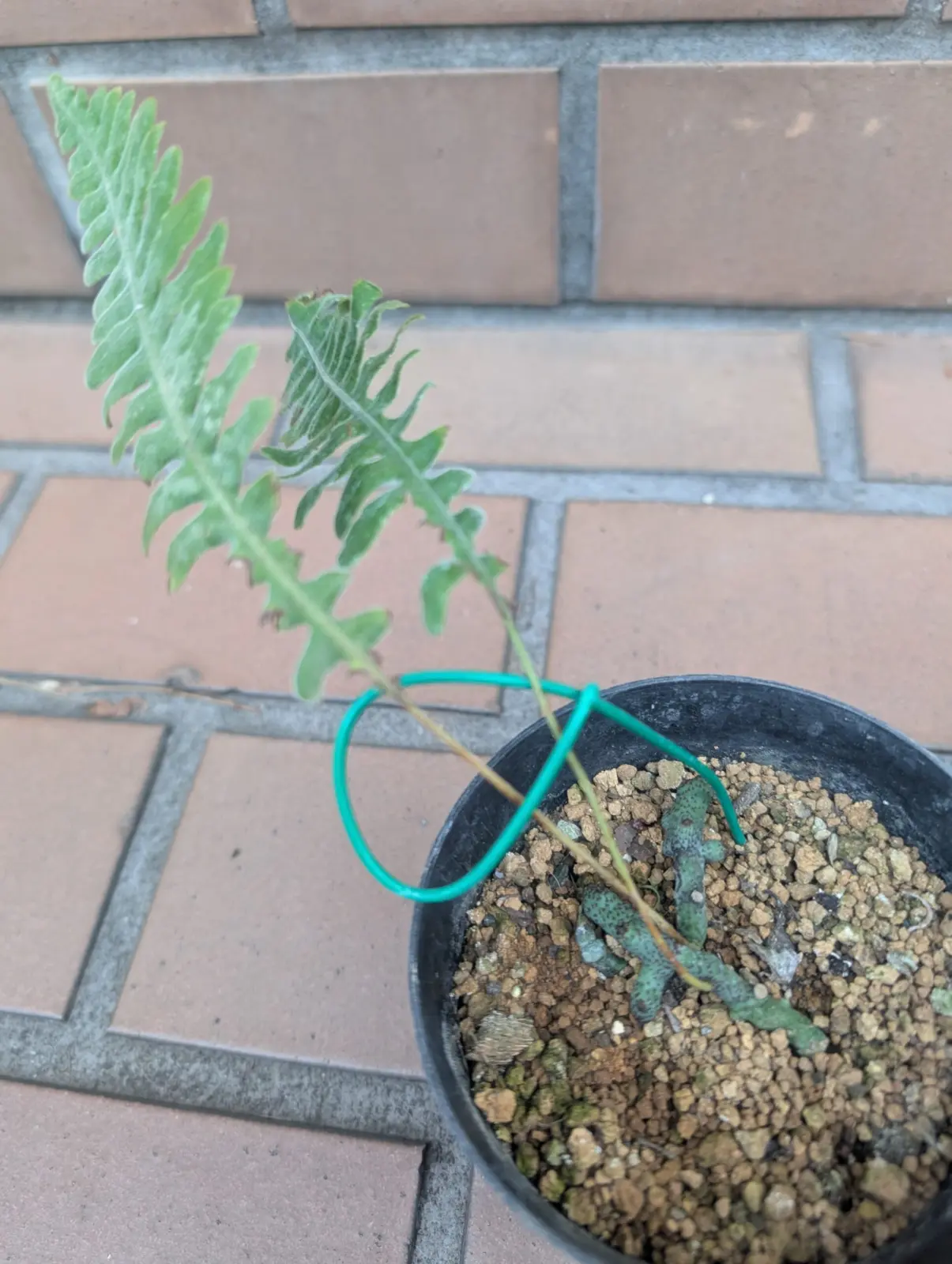 日本アオネカズラ