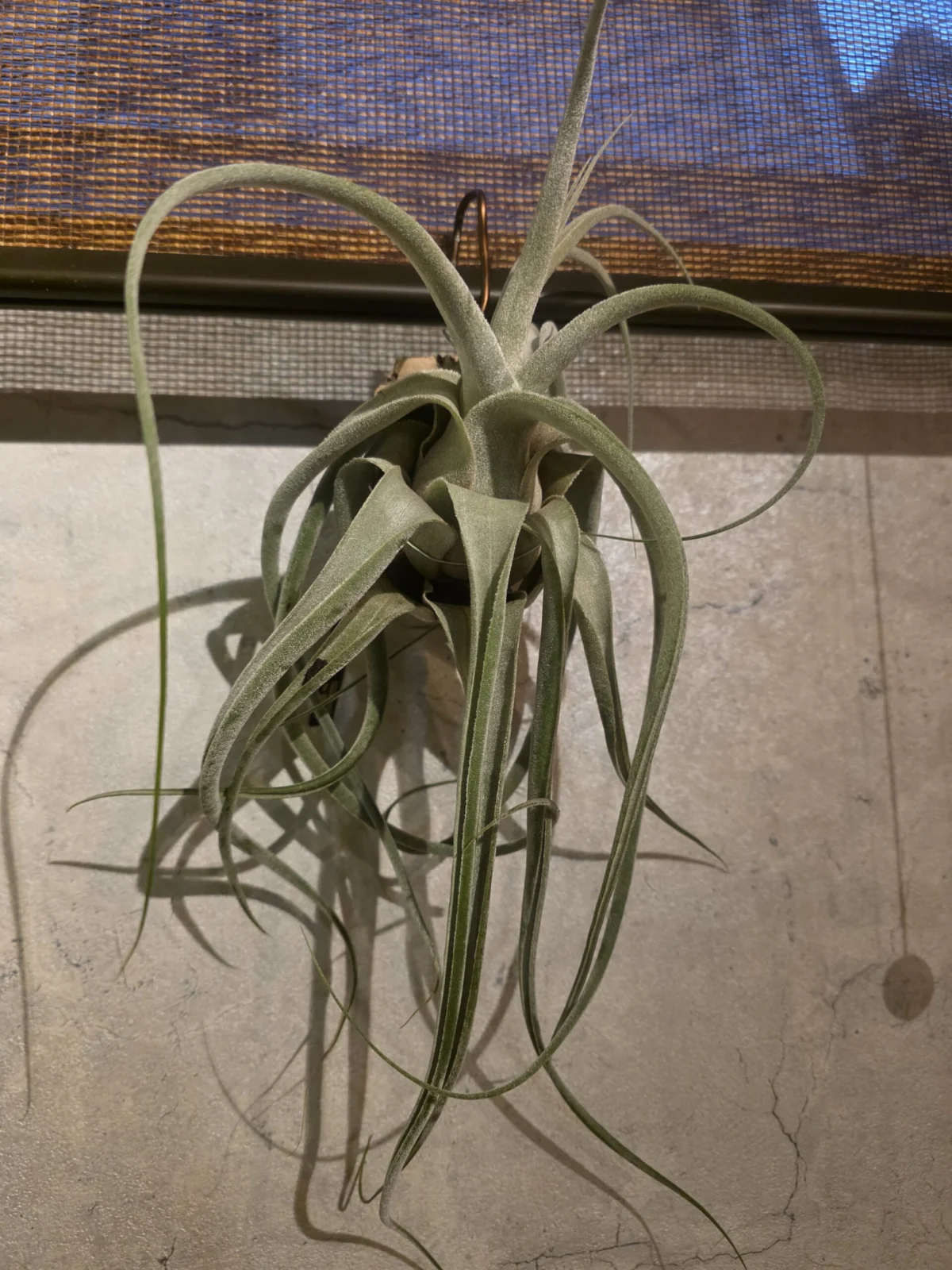 ティランジア プエブレンシス×エーレルシアナ