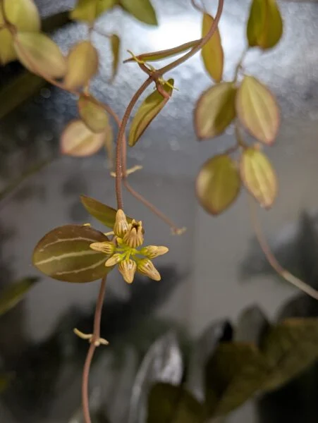 ディスキディア オバタ 花