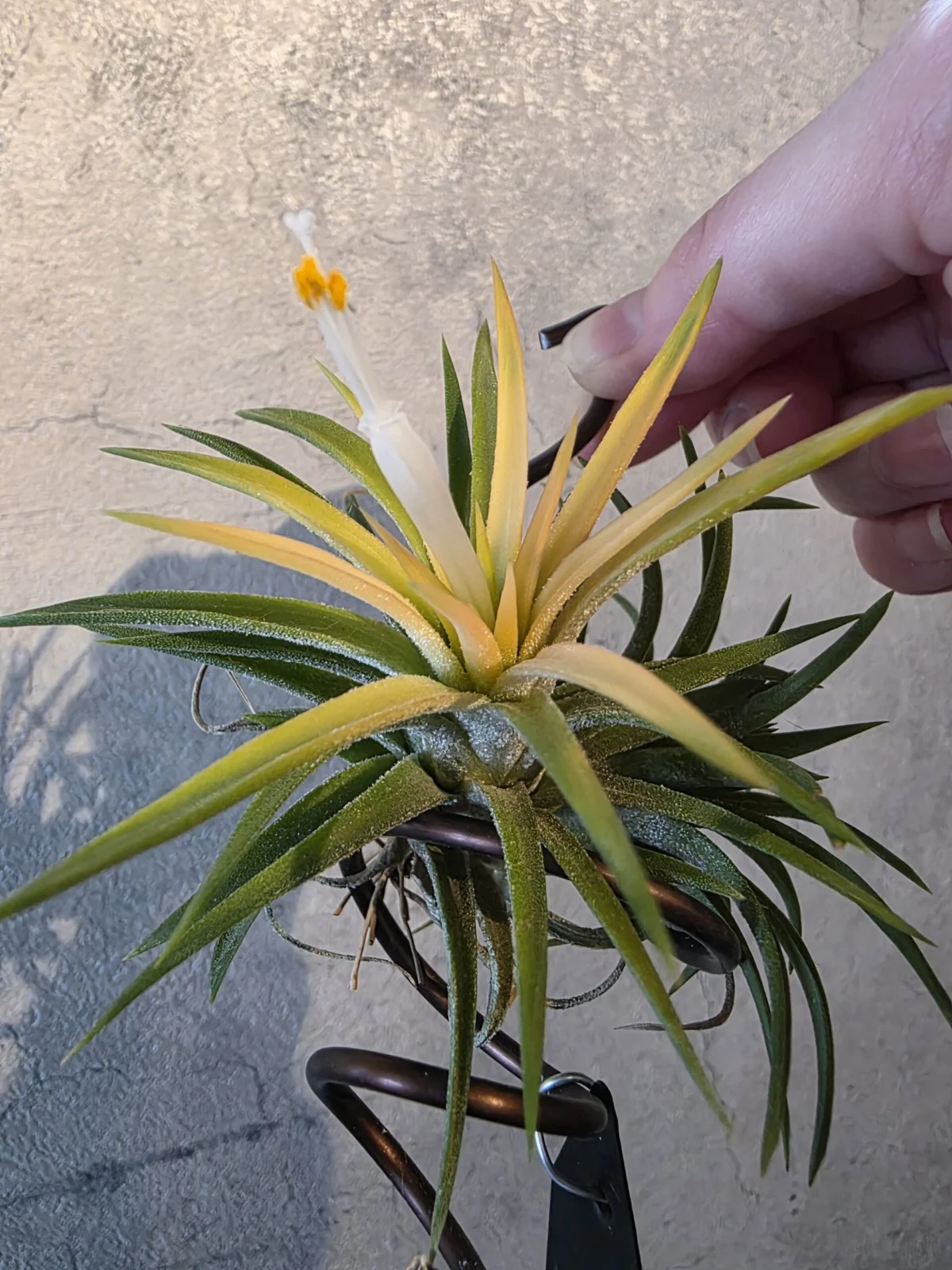 ティランジア アルビノ だと思っていたコ