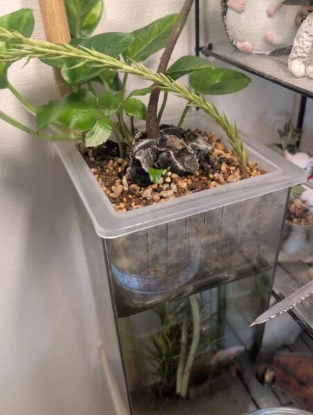 リュウビンタイ