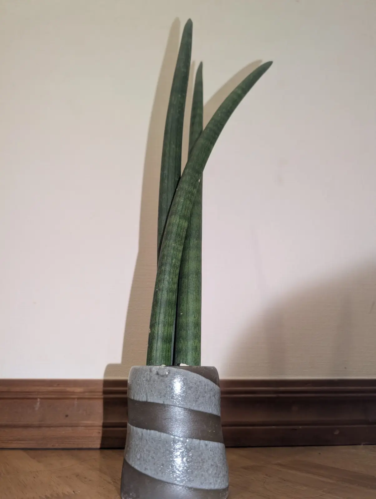 サンセベリア 100均