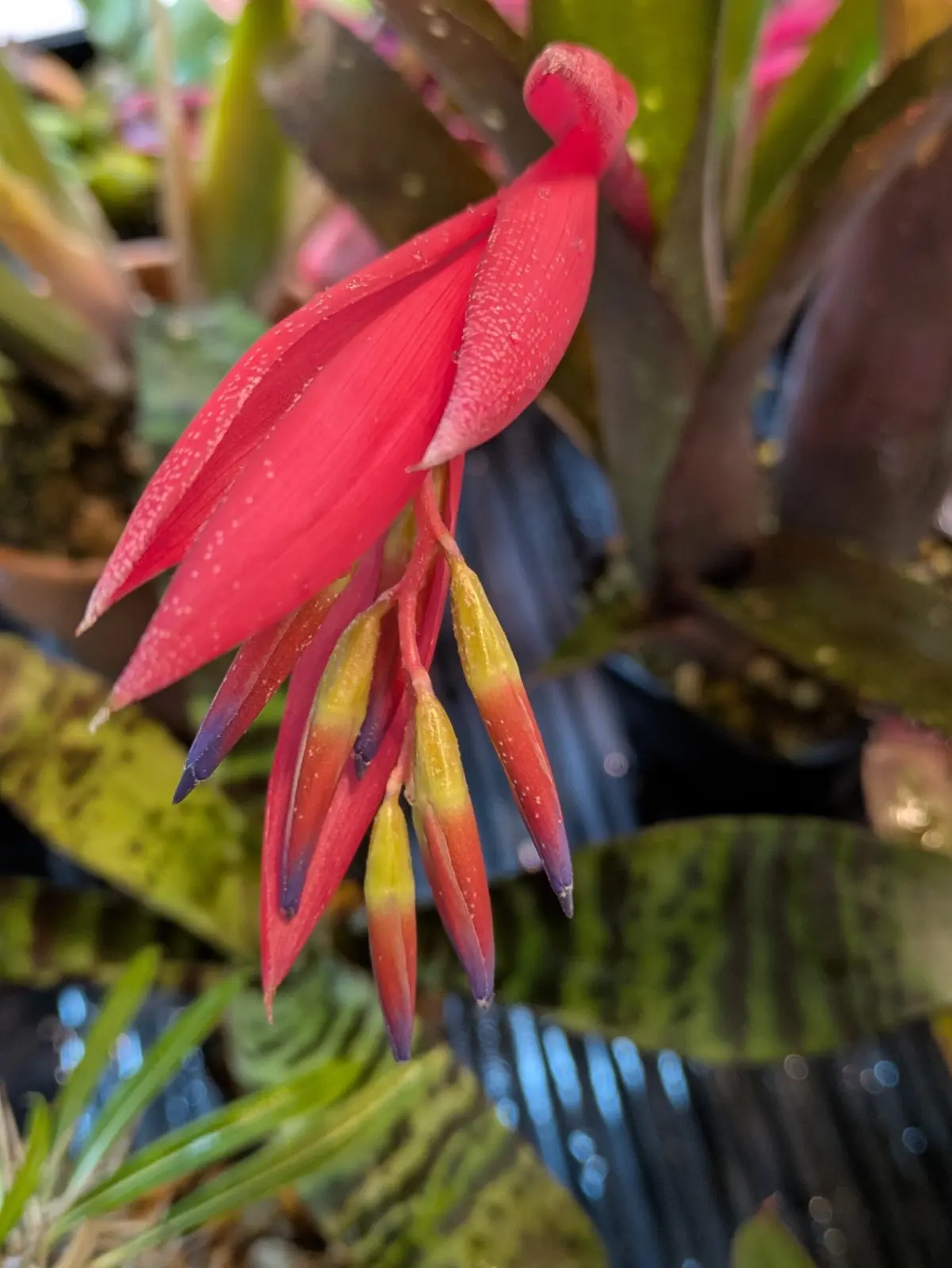 ビルベルギア　アモエナ　花芽