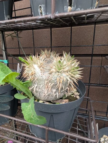 パキポディウム エニグマチカム　雑草を添えて…