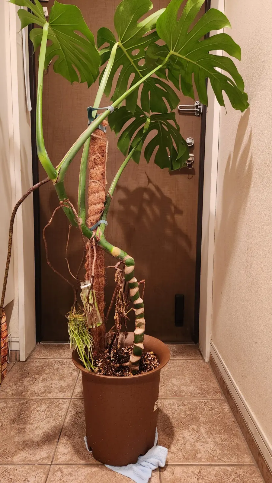 モンステラ　デリシオーサ