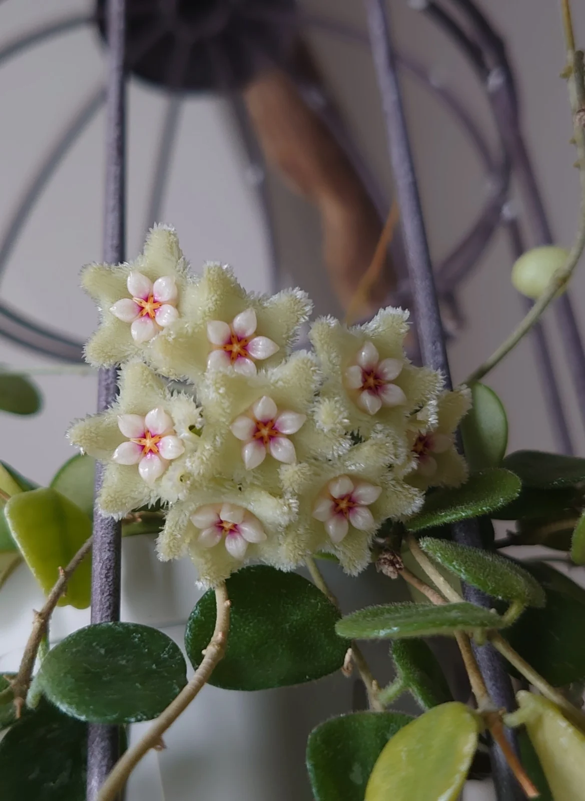 ホヤ セルペンス 花