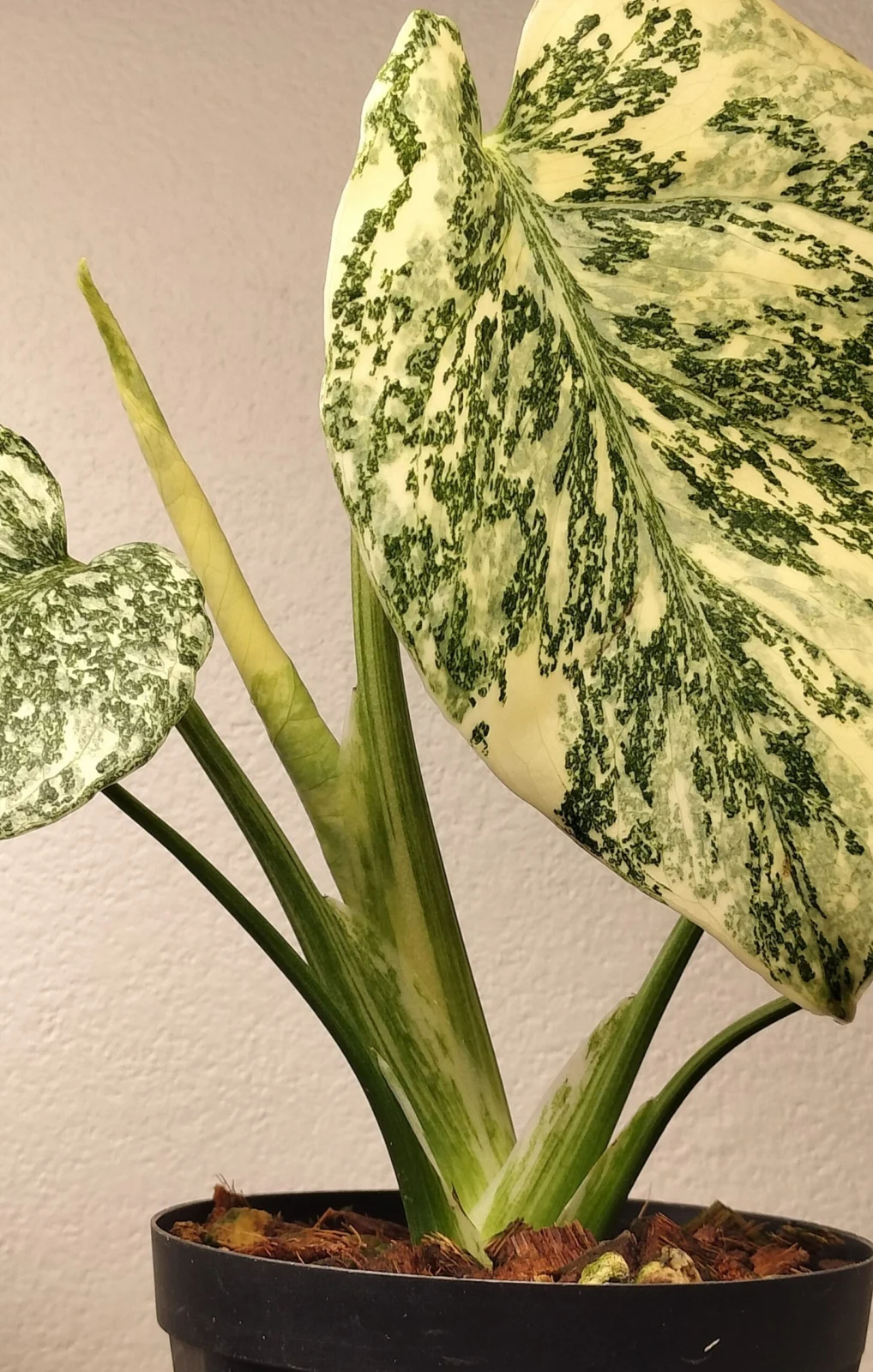 モンステラ タイコンステレーション