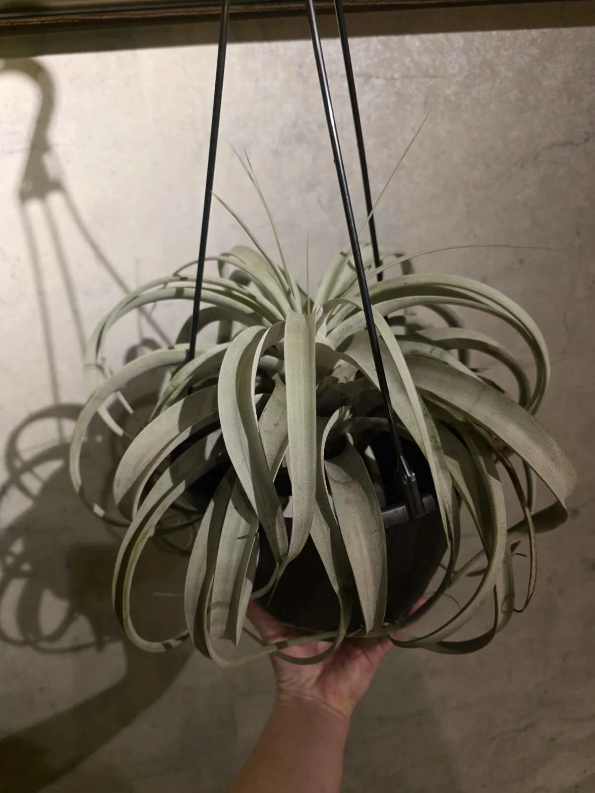 ティランジア キセログラフィカ