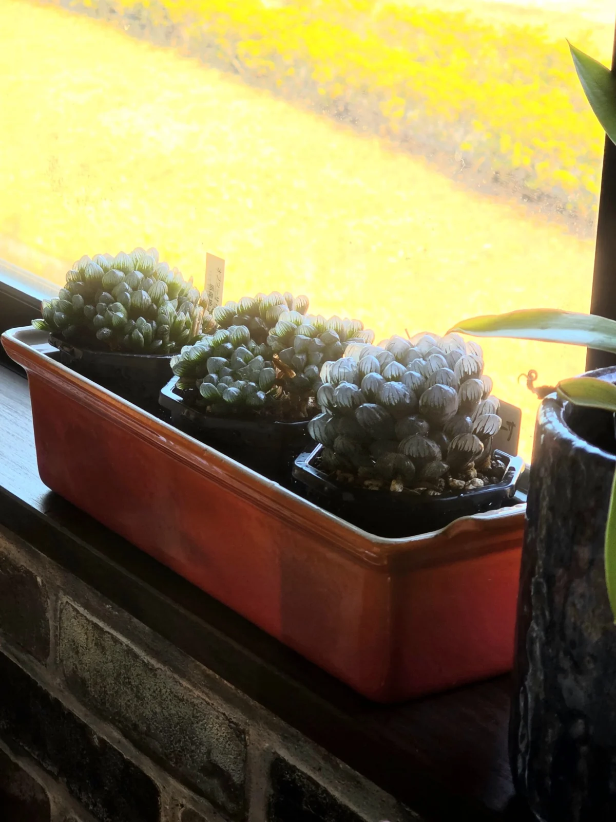 ハオルチア 3兄弟