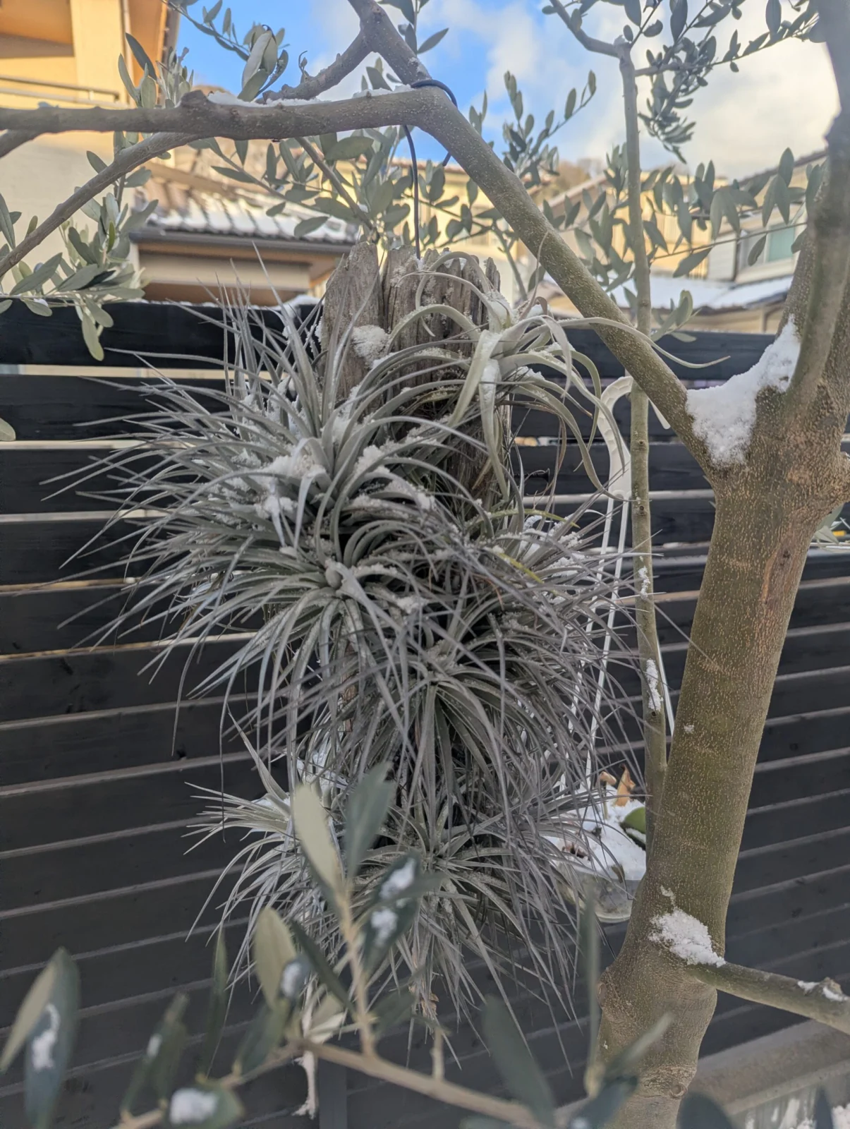 ティランジア コットンキャンディ