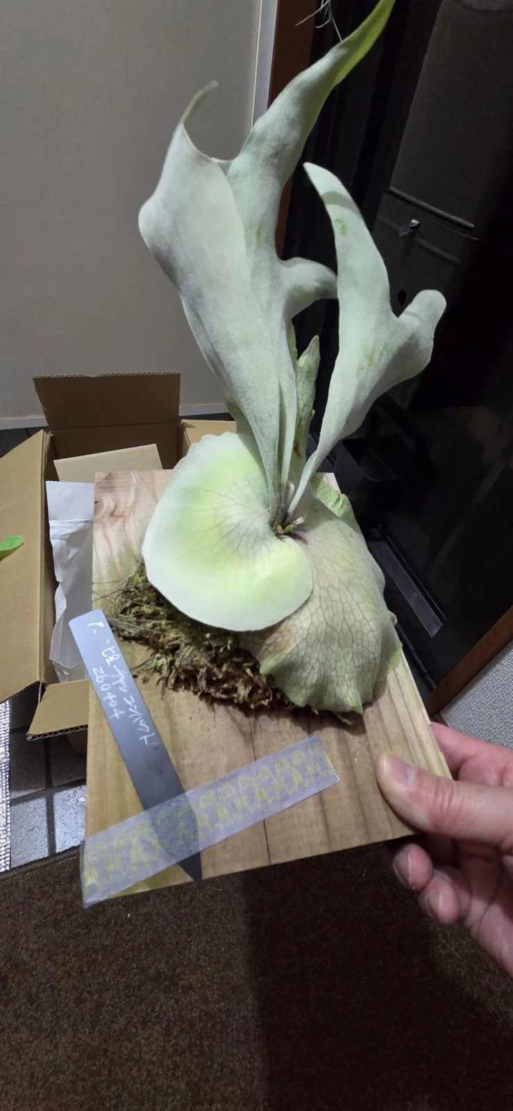 ビカクシダ　ピューチャンコンパクト