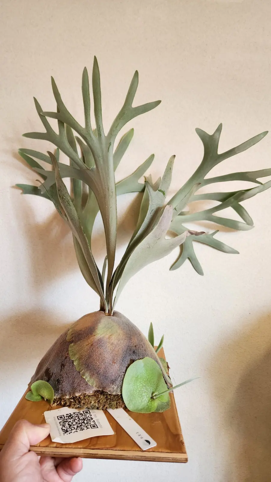 ビカクシダ　Ｅ-1