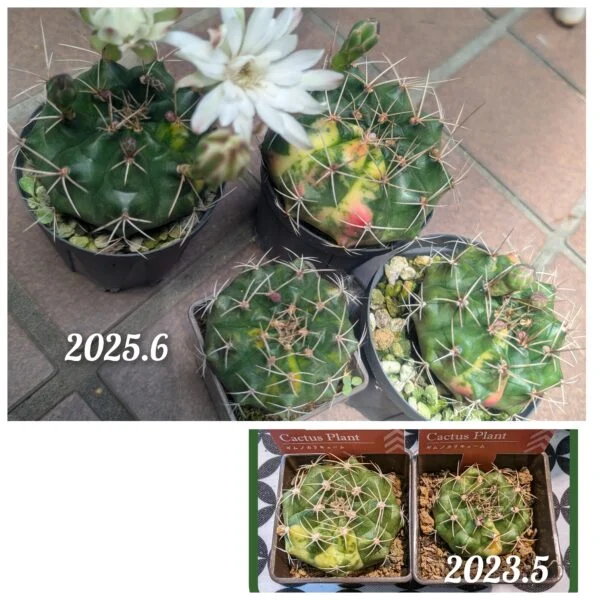 ギムノカリキウム サボテン 斑入り 100均
